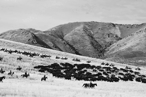 Djamila Grossman  |  The Salt Lake Tribune&#xA;&#xA;Riders move a herd of bison in the 24th annual bison roundup on Antelope Island, Friday, October 29, 2010.