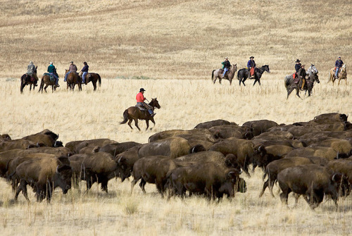 Djamila Grossman  |  The Salt Lake Tribune&#xA;&#xA;Riders move a herd of bison in the 24th annual bison roundup on Antelope Island, Friday, October 29, 2010.
