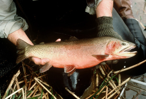 U.S. Fish and Wildlife Service |
Greenback cutthroat trout taken at Lytle Pond, U.S. Army Fort Carson in Colorado.