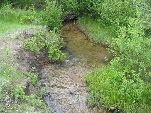 Utah Division of Wildlife Resources |
Tiny Beaver Creek on the east side of the LaSal Mountains is the home to a unique strain of cutthroat trout called greenback.