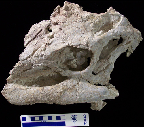 An almost complete, though crushed, skull of Hippodraco, a new species of early Cretaceous dinosaur unearthed Arches National Park. Photo courtesy of the Utah Department of Natural Resources.