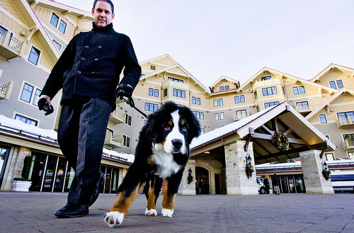Steve Griffin  |  The Salt Lake Tribune
Bob Arrivillaga, associate director of group sales at the Montage Deer Valley luxury hotel, takes a walk with his Bernese Mountain Dog Monty, the hotel's canine ambassador.