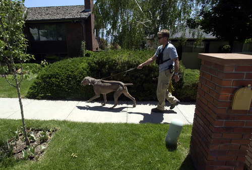 Steve Griffin  |  The Salt Lake Tribune

Search dogs work through the Salt Lake City neighborhood of 14-year-old Elizabeth Smart, who was kidnapped from her home early June 5, 2002.