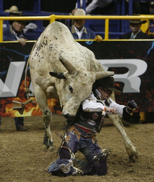 Trent Nelson  |  The Salt Lake Tribune
Steve Woolsey of Payson, Utah, was stomped by the bull Palm Springs in the Bull Riding competition at the National Finals Rodeo in Las Vegas Saturday, December 11, 2010.