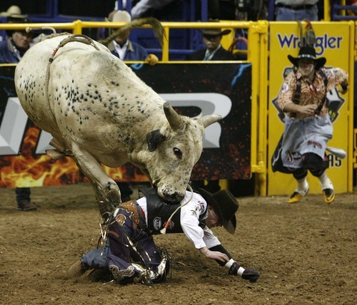 Trent Nelson  |  The Salt Lake Tribune
Steve Woolsey of Payson, Utah, was stomped by the bull Palm Springs in the Bull Riding competition at the National Finals Rodeo in Las Vegas Saturday, December 11, 2010.