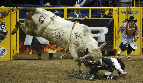 Trent Nelson  |  The Salt Lake Tribune
Steve Woolsey of Payson, Utah, was stomped by the bull Palm Springs in the Bull Riding competition at the National Finals Rodeo in Las Vegas Saturday, December 11, 2010.