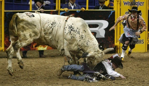 Trent Nelson  |  The Salt Lake Tribune
Steve Woolsey of Payson, Utah, was stomped by the bull Palm Springs in the Bull Riding competition at the National Finals Rodeo in Las Vegas Saturday, December 11, 2010.