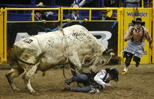 Trent Nelson  |  The Salt Lake Tribune
Steve Woolsey of Payson, Utah, was stomped by the bull Palm Springs in the Bull Riding competition at the National Finals Rodeo in Las Vegas Saturday, December 11, 2010.