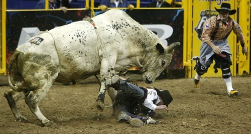 Trent Nelson  |  The Salt Lake Tribune
Steve Woolsey of Payson, Utah, was stomped by the bull Palm Springs in the Bull Riding competition at the National Finals Rodeo in Las Vegas Saturday, December 11, 2010.