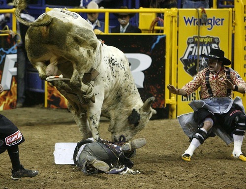 Trent Nelson  |  The Salt Lake Tribune
Steve Woolsey of Payson, Utah, was stomped by the bull Palm Springs in the Bull Riding competition at the National Finals Rodeo in Las Vegas Saturday, December 11, 2010.