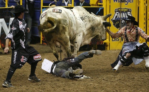 Trent Nelson  |  The Salt Lake Tribune
Steve Woolsey of Payson, Utah, was stomped by the bull Palm Springs in the Bull Riding competition at the National Finals Rodeo in Las Vegas Saturday, December 11, 2010.