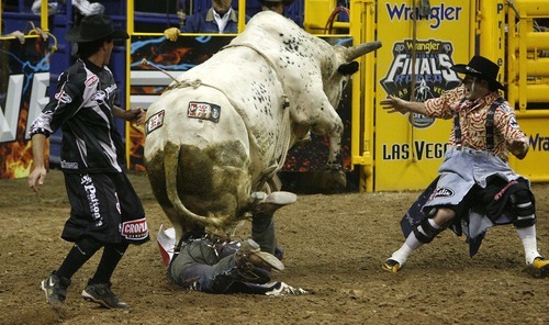 Trent Nelson  |  The Salt Lake Tribune
Steve Woolsey of Payson, Utah, was stomped by the bull Palm Springs in the Bull Riding competition at the National Finals Rodeo in Las Vegas Saturday, December 11, 2010.