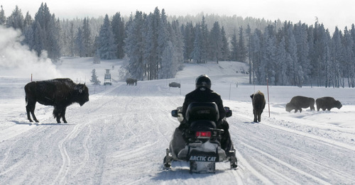 File  |  The Salt Lake Tribune
A snowmobile stops and waits for a group of bison to cross the road in Yellowstone National Park in 2004.
