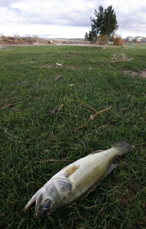Rick Egan   |  The Salt Lake Tribune

A dead fish lies on the second fairway of the Southgate golf club in Saint George , Utah, Thursday, December 23, 2010.   Flood waters damaged four holes and totally destroyed the 9th fairway.