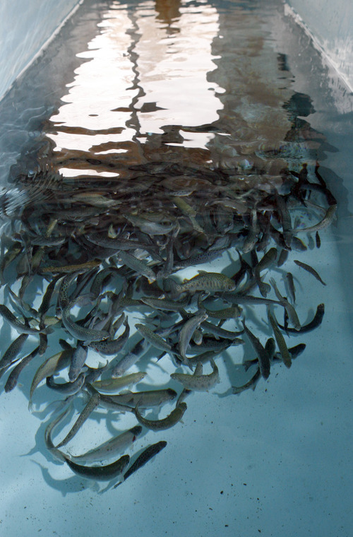 Francisco Kjolseth  |  The Salt Lake Tribune
Half a million rainbow trout are raised in the Springville Hatchery building that dates back to 1930. The Springville Hatchery is the oldest fish hatchery in the state, dating back to the 1890s. It became an official hatchery in 1909. After a $4 million renovation, the hatchery was fired up on Monday, Dec. 27, 2010, with new water systems, covered raceways and other measures to prevent whirling disease and increase production.