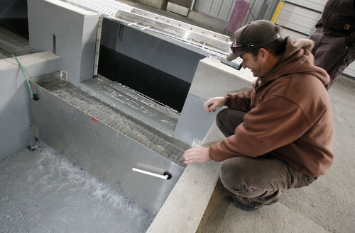 Francisco Kjolseth  |  The Salt Lake Tribune
Ric Hartman, superintendent of the Springville Fish Hatchery is all smiles as he sees the water flow again for the first time since 2005 at the oldest hatchery in the state. Dating back to the 1890s, it became an official hatchery in 1909. After a $4 million renovation, the hatchery was fired up on Monday, Dec. 27, 2010, with new water systems, covered raceways and other measures to prevent whirling disease and increase production.