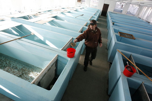 Francisco Kjolseth  |  The Salt Lake Tribune
Feeding the rainbow's, Ric(cq) Hartman, superintendent at the Springville Fish Hatchery, the oldest in the state dating back to the 1890's which became an official hatchery in 1909 is now the newest in the state. After a $4 million renovation, the hatchery was fired up on Monday, Dec. 27, 2010, with new water systems, covered raceways and other measures to prevent whirling disease and increase production.