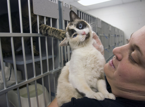 Pet adoptions hit record levels at . County shelter - The Salt Lake  Tribune