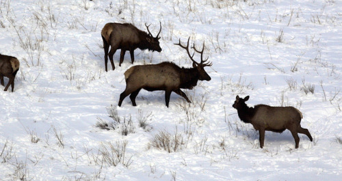 File Photo |  The Salt Lake Tribune
A large bull elk in a herd of more than a dozen other elk rest on a ridge in Provo Canyon.