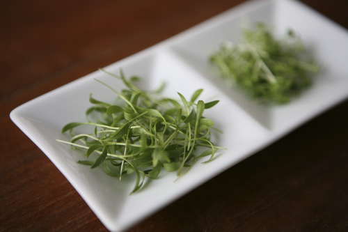 Microgreens can be grown from a variety of seeds including these Mizuna mustard microgreens
Courtesy Mountain Valley Seed Co.