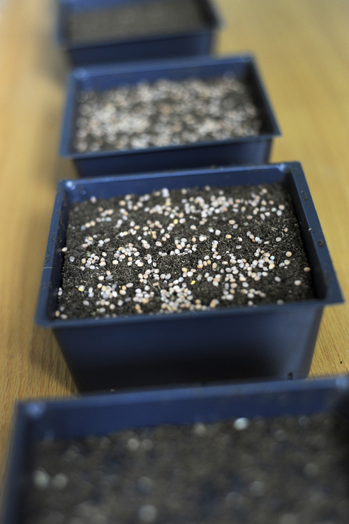 Sarah A. Miller  |  The Salt Lake Tribune

Onion seeds are placed in a soil mixture to be planted as microgreens at Mountain Valley Seed Co. in Salt Lake City. Microgreens are becoming a popular option for home cooks to grow indoors for themselves.