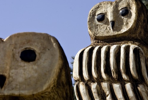 Djamila Grossman  |  The Salt Lake Tribune
Midavle Councilman Wayne Sharp carved two owls from a tree stump in the front yard of a home in South Salt Lake. The tree was about 8 feet in diameter on the bottom and it will take Sharp about 40 hours total to finish the owls, he said. The Midvale resident got started after he saw his friend and mentor Mark Colp work at the Utah State Fair nine years ago. His wife drew the first sculpture on a tree with a marker, Sharp said, but now he just uses his imagination and pictures to figure out where to cut. 