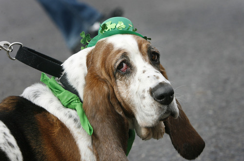 Scott Sommerdorf  |  The Salt Lake Tribune
One of the Bassett Hounds in the rescued Bassett Hound contingent at the St. Patrick's Day Parade through The gateway shopping center, Saturday, March 12, 2011.