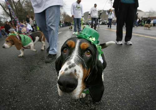 Scott Sommerdorf  |  The Salt Lake Tribune
The Rescued Bassett Hounds parade at the St. Patrick's Day Parade through The gateway shopping center, Saturday, March 12, 2011.