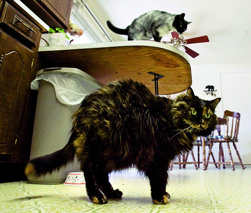 Steve Griffin  |  The Salt Lake Tribune
 
Sophie and Brad Thomas's cat, Cinder, bottom, a 15-year-old cat, has put on several pounds due to her diabetes.  Cinder's house mate, Coalette, is at top as the two hang in the kitchen of the Thomas home in Orem on Friday, March 4, 2011.