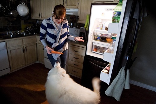 Djamila Grossman  |  The Salt Lake Tribune

Julie Bazgan feeds her Samoyed Sadie a carrot at her Cottonwood Heights home, on Thursday,  March 24, 2011.  Sadie has lost 15 pounds since she was adopted about six months ago and has several more pounds to go to reach a healthy weight.