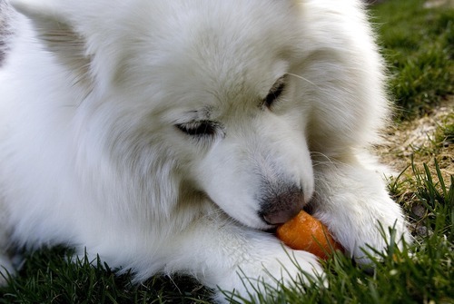 Djamila Grossman  |  The Salt Lake Tribune

Samoyed Sadie chews on a carrot at her owner Julie Bazgan's  Cottonwood Heights home, on Thursday,  March 24, 2011.  Sadie has lost 15 pounds since she was adopted about six months ago and has several more pounds to go to reach a healthy weight.