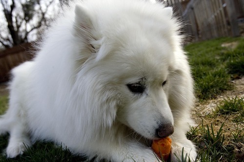 Djamila Grossman  |  The Salt Lake Tribune

Samoyed Sadie chews on a carrot at her owner Julie Bazgan's  Cottonwood Heights home, on Thursday,  March 24, 2011.  Sadie has lost 15 pounds since she was adopted about six months ago and has several more pounds to go to reach a healthy weight.