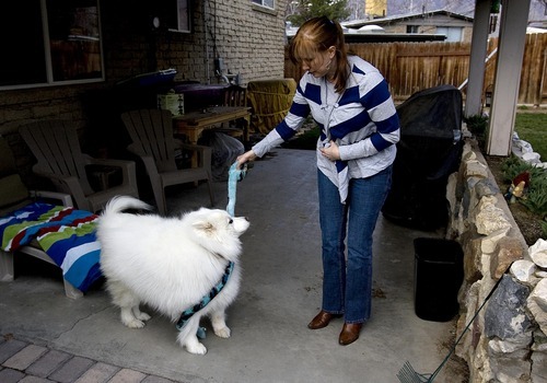 Djamila Grossman  |  The Salt Lake Tribune

Julie Bazgan plays with her Samoyed Sadie at her Cottonwood Heights home, on Thursday,  March 24, 2011.  Sadie has lost 15 pounds since she was adopted about six months ago and has several more to go.