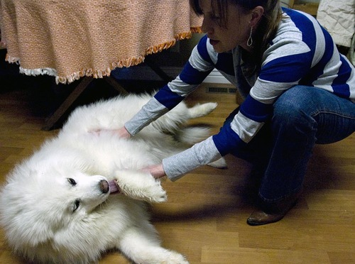 Djamila Grossman  |  The Salt Lake Tribune

Julie Bazgan pets her Samoyed Sadie at her Cottonwood Heights home, on Thursday,  March 24, 2011.  Sadie has lost 15 pounds since she was adopted about six months ago and has several more to go.