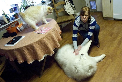 Djamila Grossman  |  The Salt Lake Tribune

Julie Bazgan pets her Samoyed Sadie at her Cottonwood Heights home, on Thursday,  March 24, 2011.  Sadie has lost 15 pounds since she was adopted about six months ago and has several more to go.