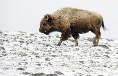Sarah A. Miller  |  The Salt Lake Tribune

A bison is caught in gusty winds and snow in the northern end of Yellowstone National Park near Gardiner, Mont., on March 24, 2011. Opening up more land for bison to the north of the park would allow for more winter range for bison to roam and find food. Yellowstone is one of the few places North America with a free-ranging wild bison herd.