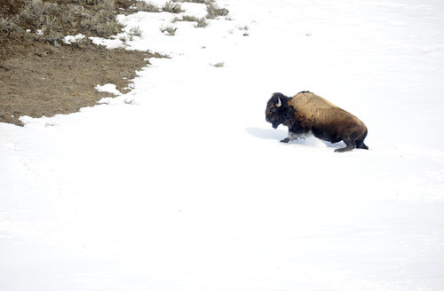 Sarah A. Miller  |  The Salt Lake Tribune

A bison has trouble maneuvering through the snow in the northern end of Yellowstone National Park near Gardiner, Mont., on March 24, 2011. Opening up more land for bison to the north of the park would allow for more winter range for bison to roam and find food. Yellowstone is one of the few places North America with a free-ranging wild bison herd.