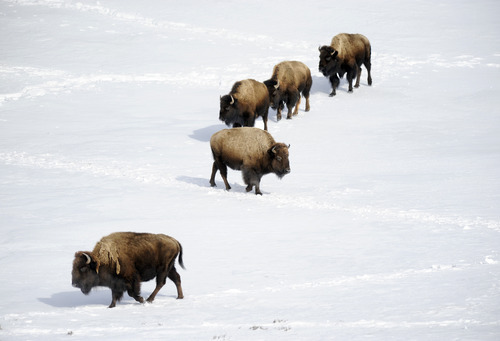 Sarah A. Miller  |  The Salt Lake Tribune

A group of bison travel through the snow down to a creek March 24, 2011 in the northern end of Yellowstone National Park. Yellowstone has one of the only herds on free-ranging wild bison in North America.