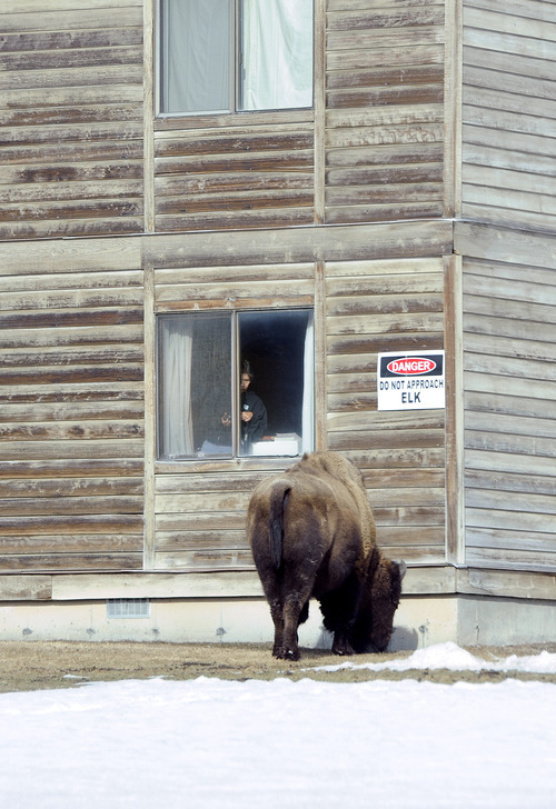 Sarah A. Miller  |  The Salt Lake Tribune

A visitor to the Mammoth area in Yellowstone National Park views a wild bison outside her window March 24, 2011. Yellowstone and its surrounding areas are one of the few places in the United States where humans come in contact with wild bison.