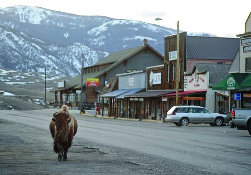 Sarah A. Miller  |  The Salt Lake Tribune
A bison walks down Park Street in Gardiner, Mont., at the north entrance to Yellowstone National Park, on March 23, 2011. The area just north of Yellowstone, including Gardiner, is one of the few places in North America where humans may come in contact with a free-ranging wild bison herd.