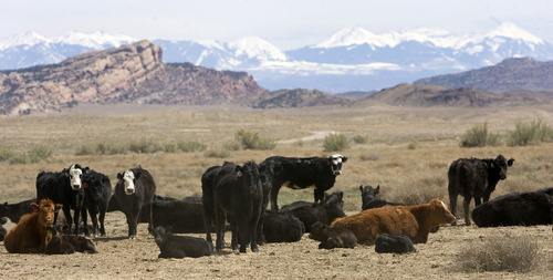 Al Hartmann   |  The Salt Lake Tribune 
Cattle graze on BLM land northwest of Moab in April 2011.   LaSalle Mountains are in the background.