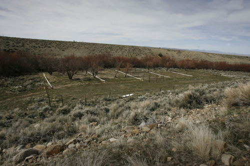 Rick Egan   |  The Salt Lake Tribune

An orchard on the Goshute Indian reservation,  Friday, April 1, 2011