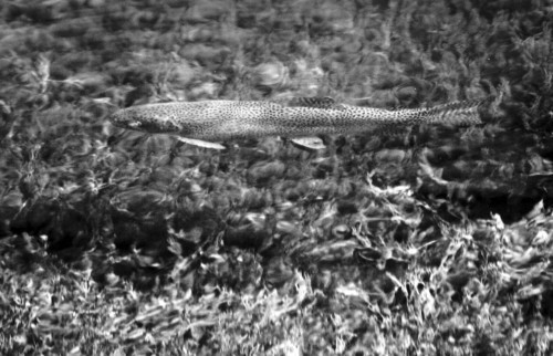 Rick Egan   |  The Salt Lake Tribune

A Bonneville cutthroat trout, swimming in the natural springs on the Goshute Indian reservation,  Friday, April 1, 2011