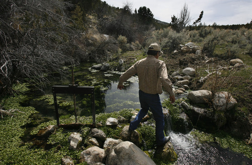 Rick Egan   |  The Salt Lake Tribune

Rupert Steele walks across one of the important natural springs on the Goshute Indian reservation,  Friday, April 1, 2011