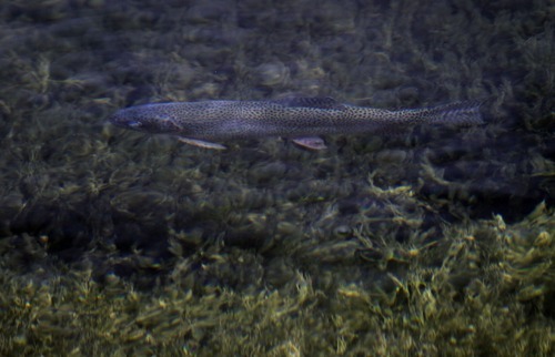 Rick Egan   |  The Salt Lake Tribune

A Bonneville cutthroat trout, swimming in the natural springs on the Goshute Indian reservation,  Friday, April 1, 2011.