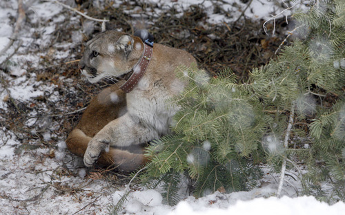 Francisco Kjolseth  |  The Salt Lake Tribune
A 4-year-old female mountain lion slowly shakes off the effects of a sedative after researchers from Utah State University and the Utah Division of Wildlife Resources replaced her radio-collar afer being captured in the Oquirrh Mountains recently.