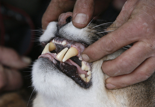 Francisco Kjolseth  |  The Salt Lake Tribune
Researchers from Utah State University and the Utah Division of Wildlife Resources check in on a 4-year-old female mountain lion in the Oquirrh Mountains sporting a healthy set of teeth and weighing 77 pounds.