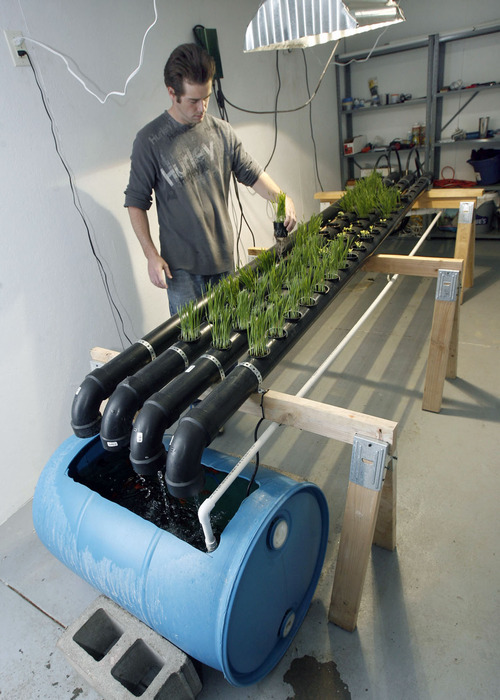 Francisco Kjolseth  |  The Salt Lake Tribune
Brandan Coleman attends to his basement garden in Salt Lake City where he is growing wheatgrass, broccoli and lettuce using a new urban-farming technique known as aquaponics that uses fish to better produce crops. Coleman has started a nonprofit known as Americana to spread the technique throughout the Salt Lake Valley.