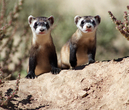 Two black-footed ferrets peek out of their hole at a breeding facility near Maybell, Colo. in this 1999 Tribune file photo.