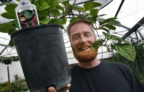 Scott Sommerdorf  |  The Salt Lake Tribune
Red Butte Garden horiculturist Fritz Kollman holds a schisandra chinensis - or 